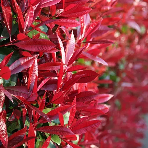 Photinia Red Robin