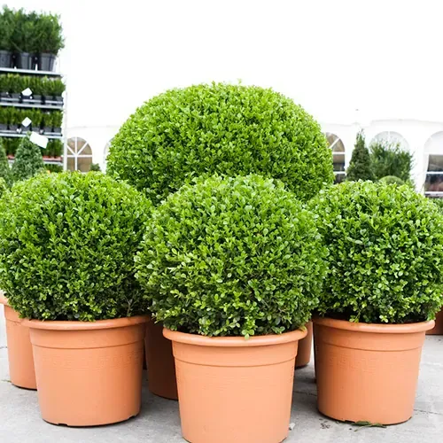 Buxus Sempervirens - Šimšir