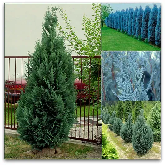 PAČEMPRES 'PELTS BLUE'