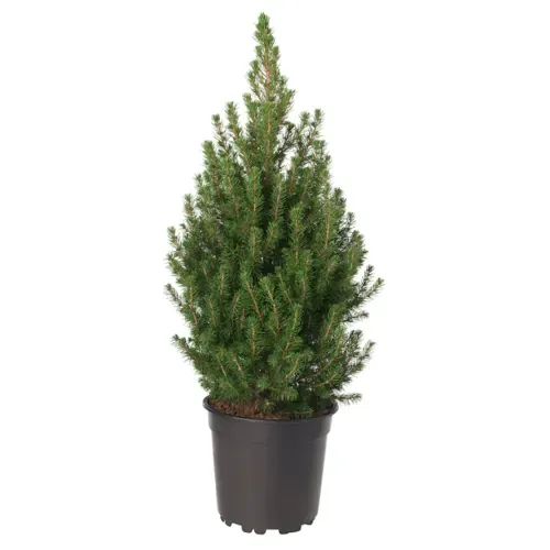 Picea glauca Conica - Konika