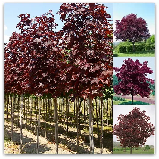 Crvenolisni javor Crimson King