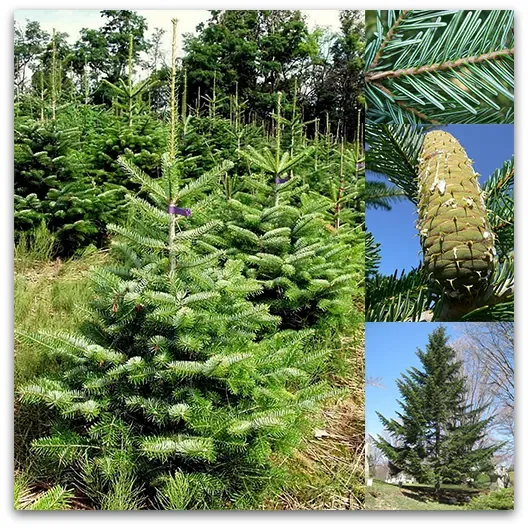 Jela Abies Alba