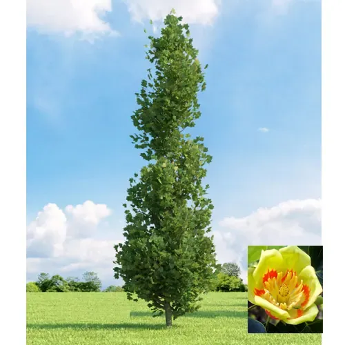 Liriodendron