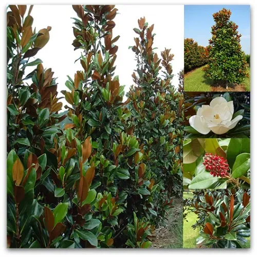 Magnolia Grandiflora