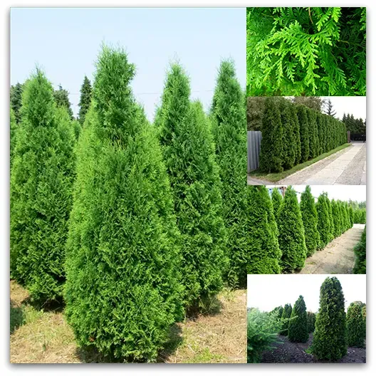 Thuja 'COLUMNA' (1,30m)