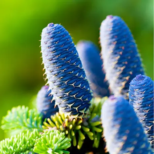 Abies Nordmaniana
