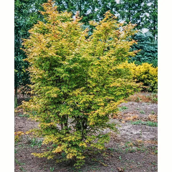 Japanski javor Acer palmatum Katsura