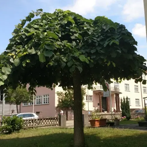 Žalosni brest