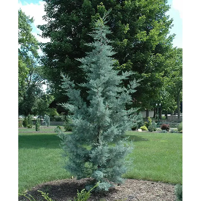 Cypress Arizona "Blue Ice"