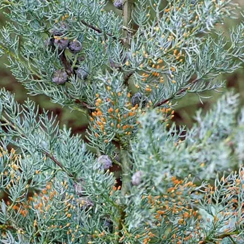 Cypress Arizona "Blue Ice"