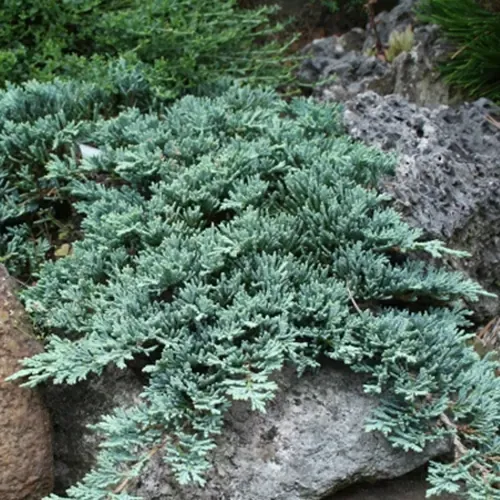 Juniperus Blue Carpet