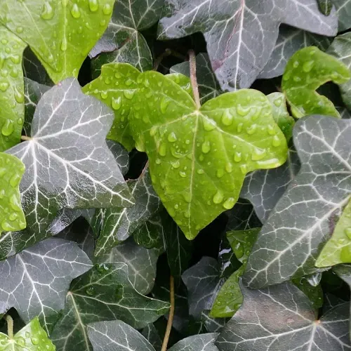 Puzavica - Hedera ’Helix‘