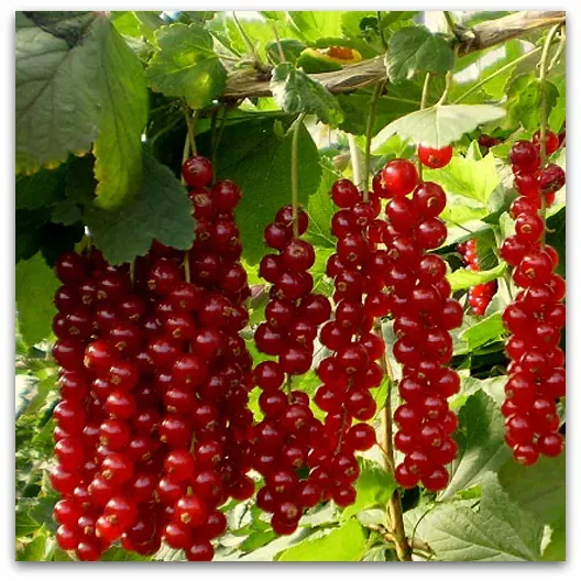 Ribizla crvena