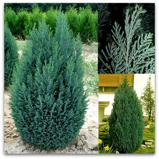 Pačempres 'ELLWOODII'