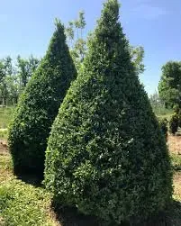 Buxus - Šimšir