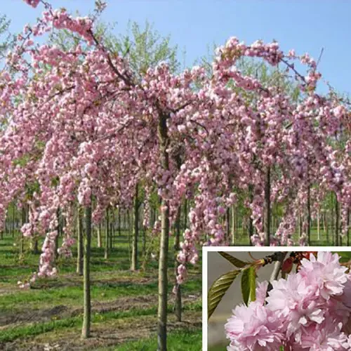 Žalosna japanska trešnja - Roze