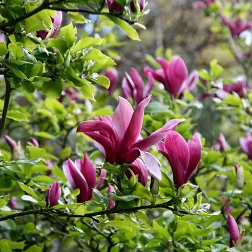 Magnolia