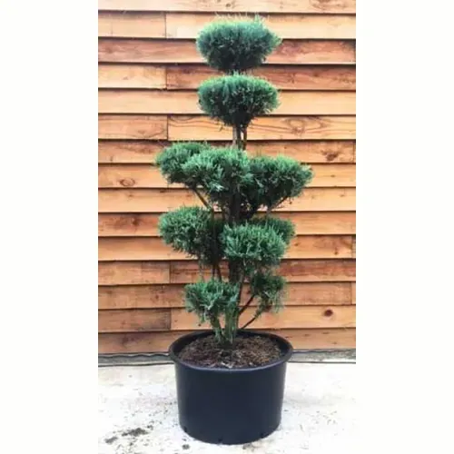 Juniperus Moonglow - pom pom