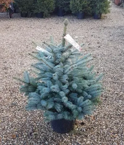 Srebrna jelka (Picea pungens)