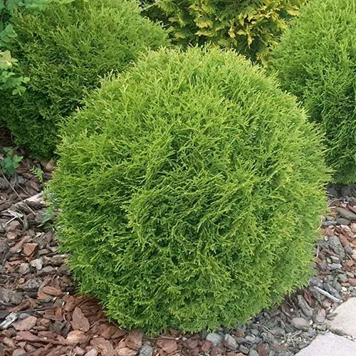 Tuja "Danica"