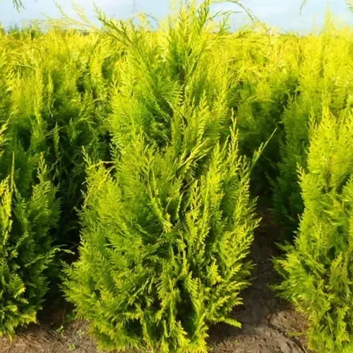 Chamaecyparis lawsoniana Ivonne