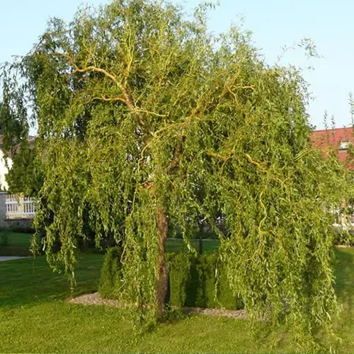 Kovrdžava vrba
