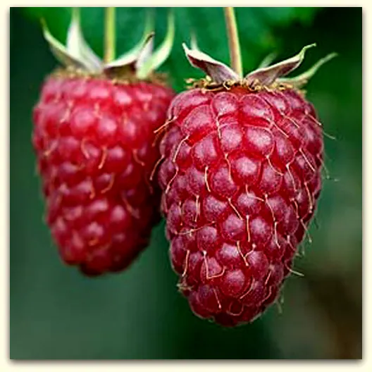 Plod maline Vilamet